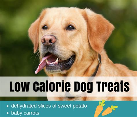 Check spelling or type a new query. Low Calorie Dog Treat Recipes : Low Calorie Ice Cream ...