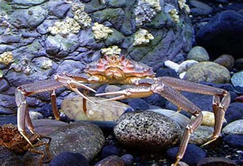 New Studies Raise Questions About Crabs Adaptability Alaska Native News