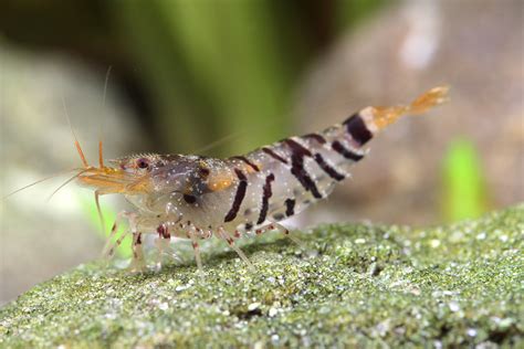 Tiger Shrimp Aquarium Beautiful Tiger Shrimp The Shrimp Farm