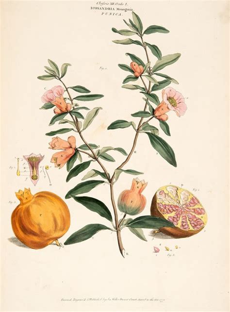 Rare Botanical Prints From The Royal Botanic Garden Sydney We Are Scout
