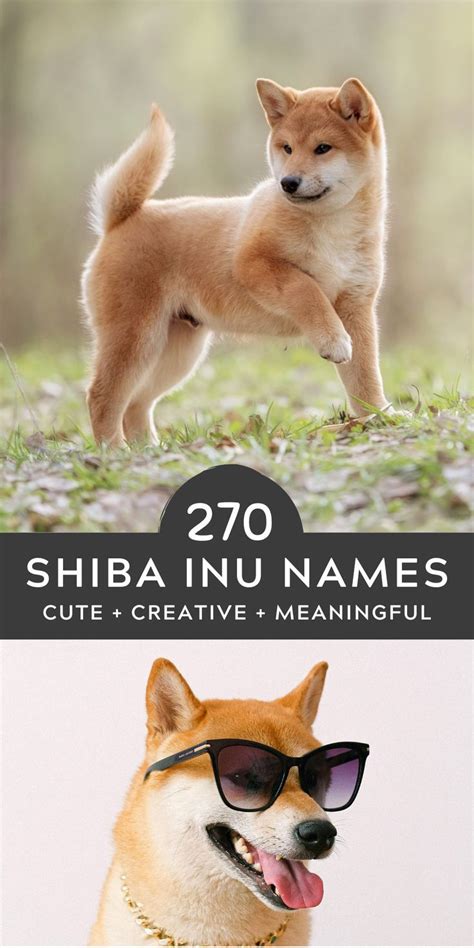 270 Cute Shiba Inu Names In 2022 Shiba Inu Shiba Companion Dog