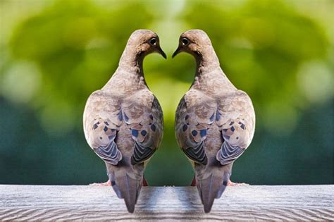 Love Doves Mourning Doves Birds Romancing Valentine Heart Two
