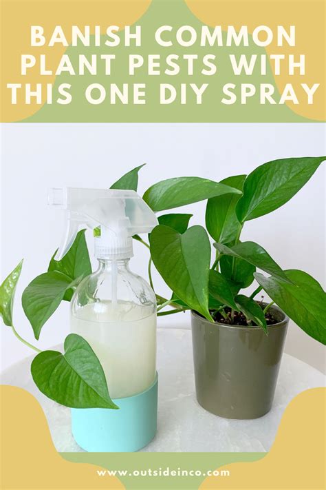 Tips and inspiration to get growing. Indoor Plant Insect Spray in 2020 | Plant insects ...