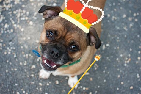 20 Hilarious Pictures Of Dogs Wearing Crowns