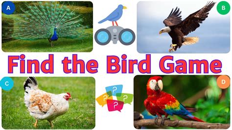 Find The Bird Game Guess The Bird Quiz Youtube