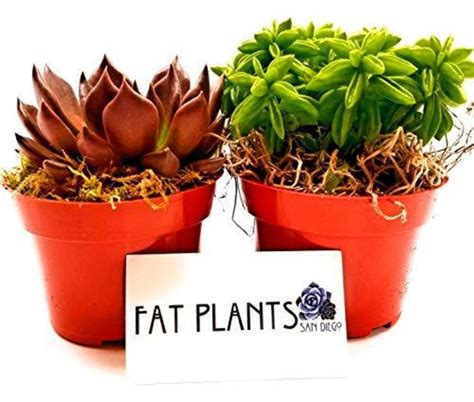 Fat Plants San Diego Live Succulent Plants Variety Etsy