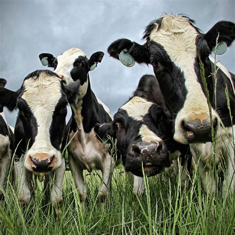 Holstein Cows Photograph By C M Yost Fine Art America