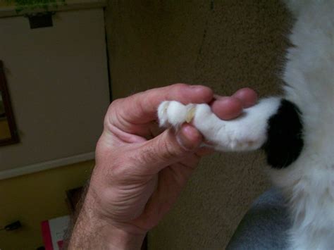 Препарат «кк» кошачий коготь® (cat's claw). VWVortex.com - Pics of my cats claw, opinions?