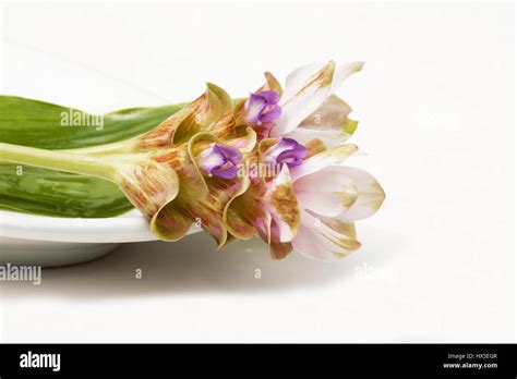 Turmeric Flowers On White Background Stock Photo Alamy
