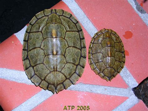 atp care sheet texas map turtle