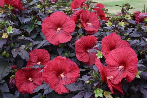 Perennial Of The Month Hardy Hibiscus Graziano Gardens