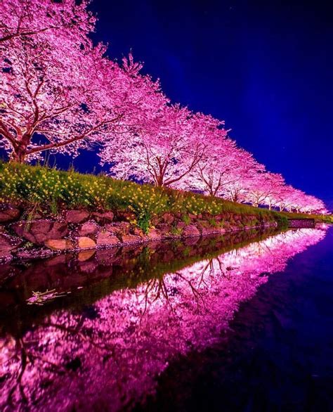 Cherry Blossom Night Rbeamazed
