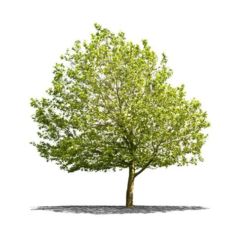 Green Tree On A White Background Stock Photo By ©perig76 26406023