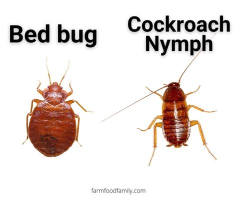 15 Bugs That Look Like Bed Bugs But Arent With Pictures