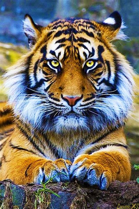 Sumatran Tiger Panthera Tigris Sumatrae Is A Rare Tiger Subspecies