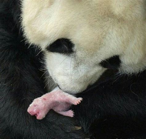 Madre E Hijo Oso Panda Osos Panda