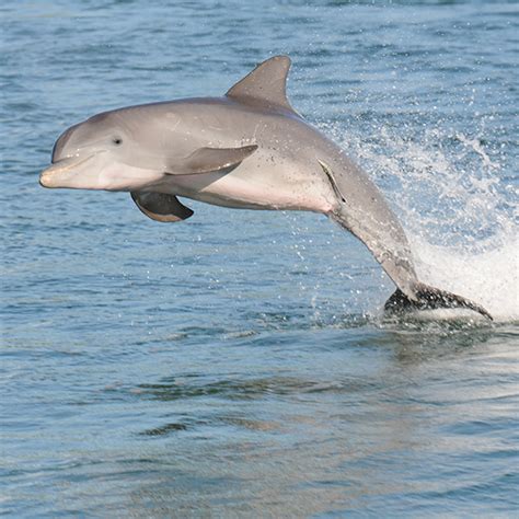 Home Sarasota Dolphin Research Program