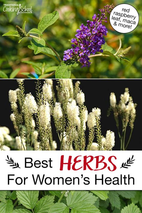 Best Herbs For Women Pms Menopause Fertility And More