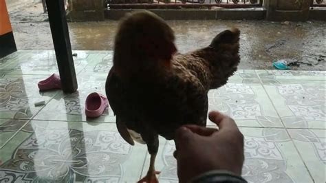 Playing With Chickens In The Rain In Front Of The House Bermain Sama