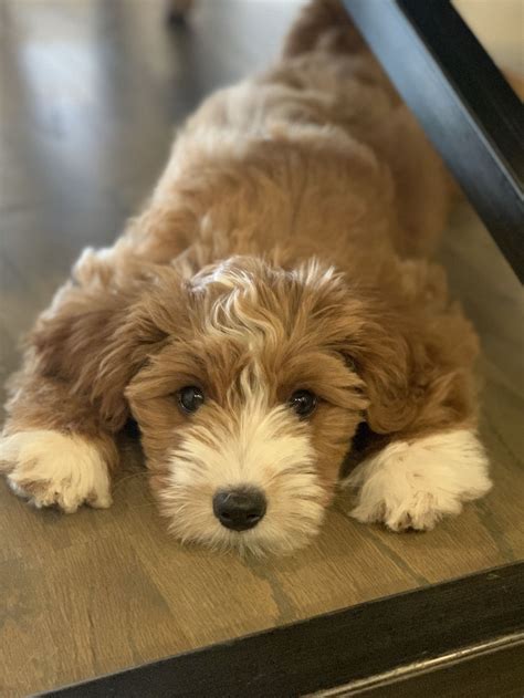 Apr 15, 2019 · goldendoodle. Our new mini goldendoodle puppy named Harley. | Teddy bear ...
