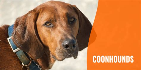 Coonhounds Different Breeds Characteristics Hunting Skills And Faqs