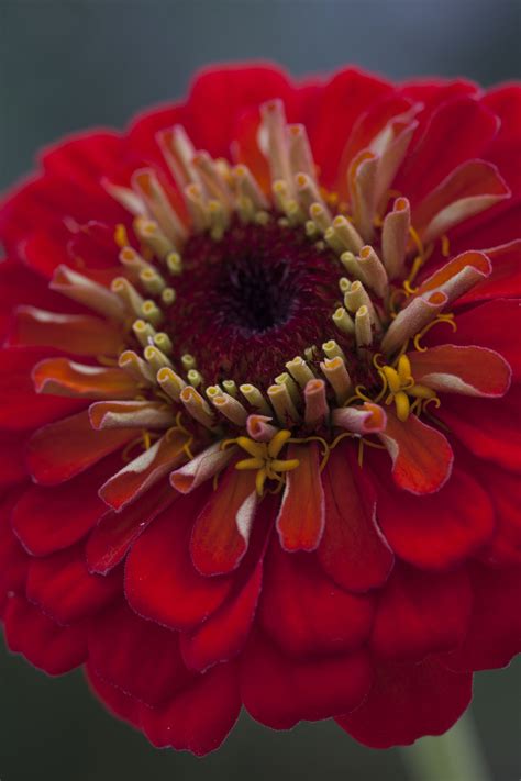 zinnia elegans benary s giant scarlet stunning giant zinnia with fully double flowers in