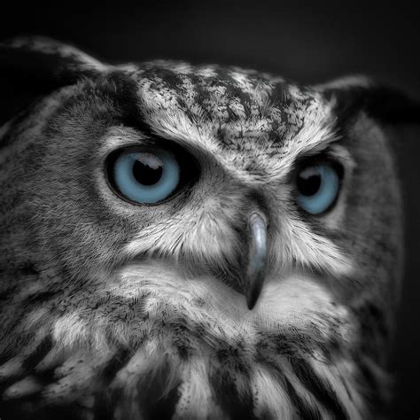 Black Owl With Blue Eyes Innocency Zaynmalik