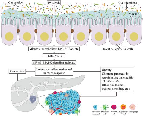 Gut Microbiota And Tumor