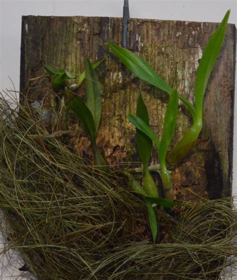 Be the first to rate this product. Dinema (Encyclia) polybulbon - Orchid Alchemy