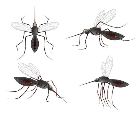 Premium Vector Realistic Mosquito Illustration Set