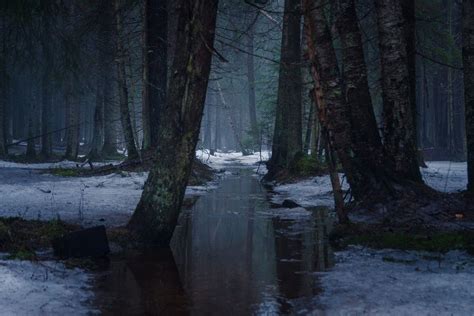 A Small Forest Stream Surrounded By Melting Snow In A Forest Forest