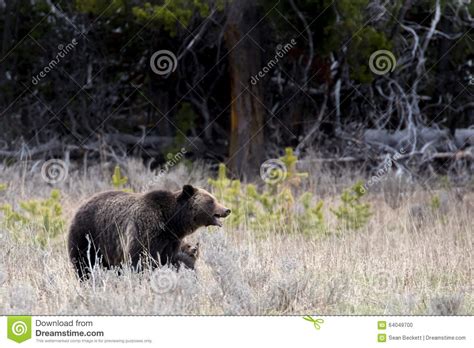 Grizzly Bear Cub Clings To Mothers Leg Stock Photo Image Of Baby