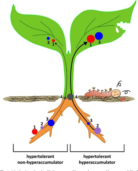 Figure 1 From Heavy Metal Hyperaccumulating Plants How And Why Do They