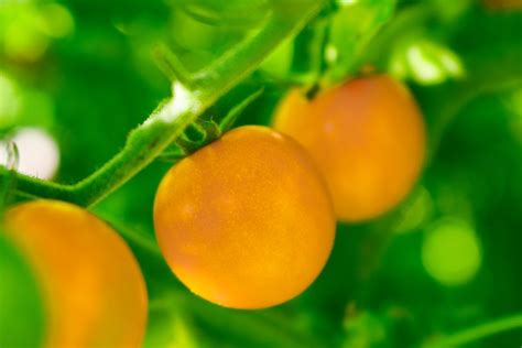 Orange Centiflor Cherry Tomato Solanum Lycopersicum Costa Rica