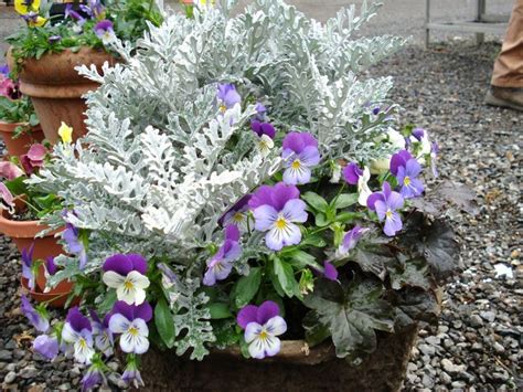 Winter Flowering Container Ideas Pansies Dusty Miller And Black