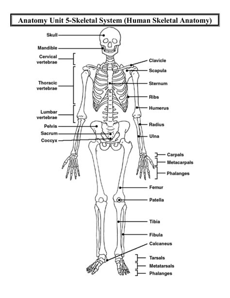 The hyoid bone is a very unique bone, solitary in design, and is the only bone in the human body that does not attach in any form to any other bone. Anatomy unit 5 skeletal and muscular systems human skeletal anatomy d…