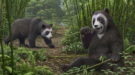 Early Version Of Giant Pandas ‘false Thumb Found In China
