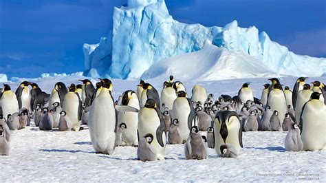 Hd Wallpaper Emperor Penguins Snowhill Island Antarctica Birds