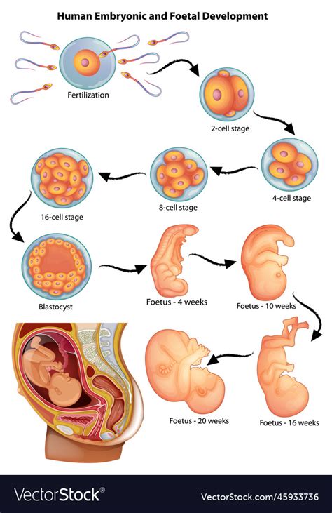 Showing Stages In Human Embryonic Development Vector Image