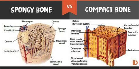 Spongy Bone Vs Compact Bone Bones Anatomy And Physiology Compact