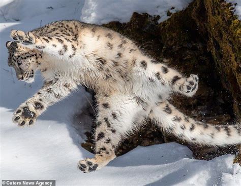 This Cute Snow Leopard Named Mystique Falls Sideways After Jumping Up
