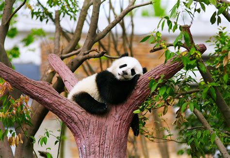 3840x2651 3840x2651 Animals Baby Bear Panda Relax Rest Sleepy
