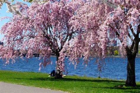 10 Places To See Beautiful Cherry Blossoms And When Cherry Blossom