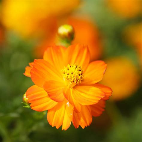 Bright Lights Cosmos Flower Seeds 4 Oz Annual Flower Outdoor
