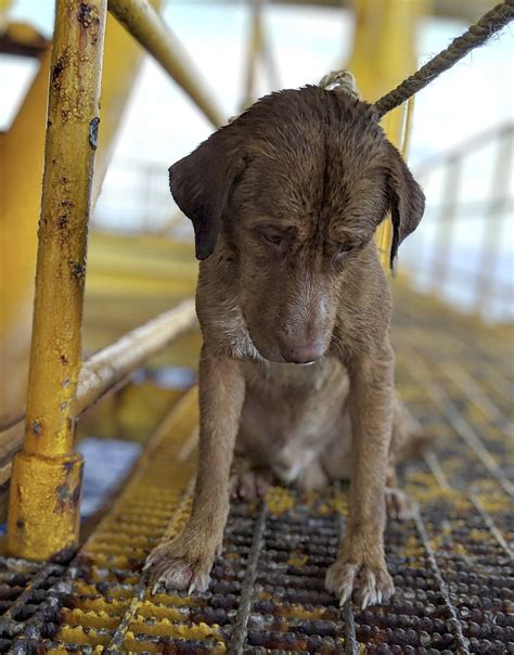 Dog Rescued While Swimming 135 Miles Off Thailand Surrey Now Leader