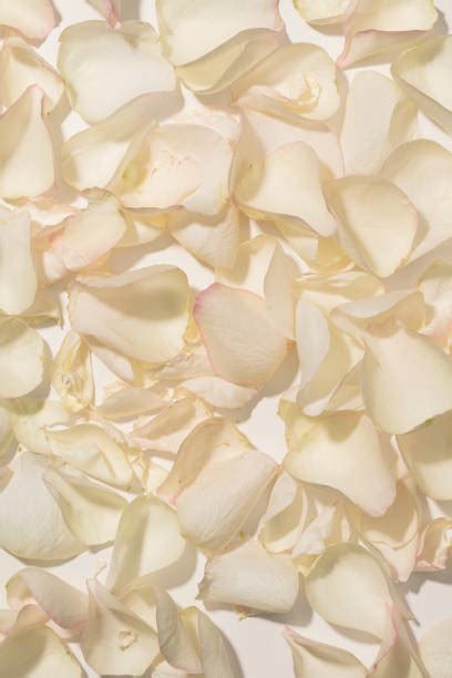 White Rose Petals Stock Photos Pictures And Royalty Free Images Istock