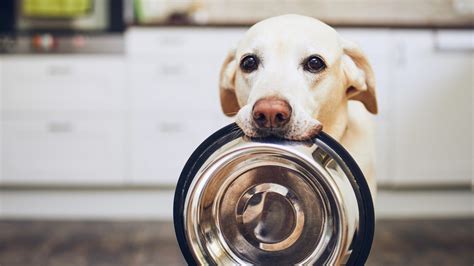 If your dog needs the right nutrition, petsfolio has the means to give him one. 7 Fresh Dog Food Delivery Services That Will Save You a ...