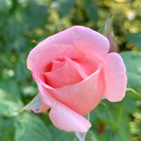 Pink Rose Climbing Roses For Sale Climbing Roses Rose
