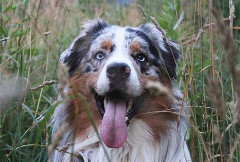 If you don't find the perfect name for your dog right away, don't give these female australian shepherd names capture the strength, uniqueness and beauty that. Top 110+ Australian Dog Names for Your New Puppy | Dog ...