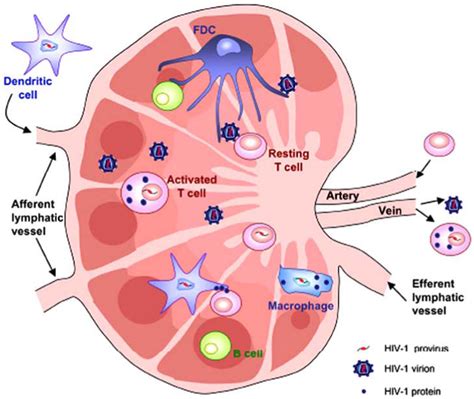Cellular Hiv 1 Reservoirs In The Lymph Nodes Download Scientific Diagram